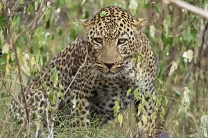 Leopard (Panthera pardus) in a thicket