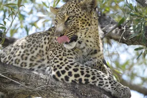 Leopard (Panthera pardus), tongue licking over mouth