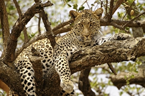 Leopard (Panthera pardus) in a tree