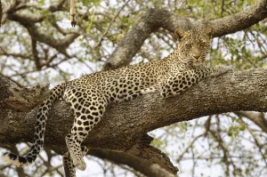 Leopard (Panthera pardus) in a tree