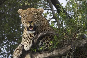 Leopard (Panthera pardus) on a tree
