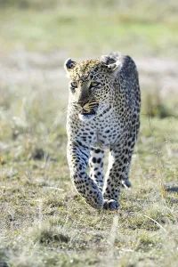 Leopard (Panthera pardus), walking