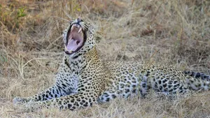 Leopard (Panthera pardus), yawning
