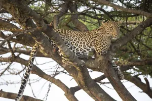 Leopard (Pathera pardus) female, Kenya, Africa