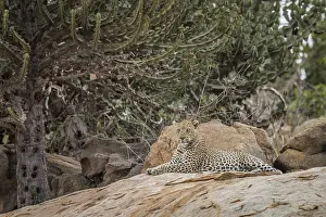 Leopard on the rocks in the Kruger National Park