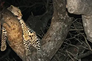 Leopard, Sabi Sands, Kruger National Park
