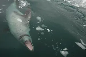 Leopard Seal (Hydrurga leptonyx) adult female