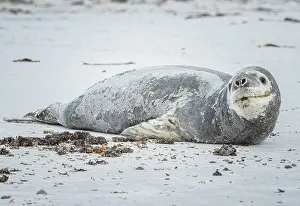 Leopard seal (Hydrurga leptonyx) resting on a beach
