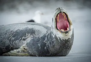 Leopard seal (Hydrurga leptonyx) yawning