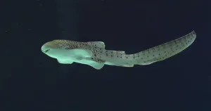 Leopard Shark (stegostoma fasciatum)
