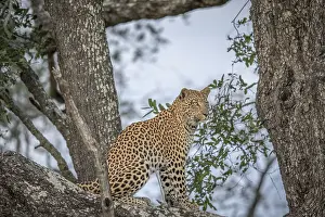 Leopard sitting in a tree in the Okavango delta
