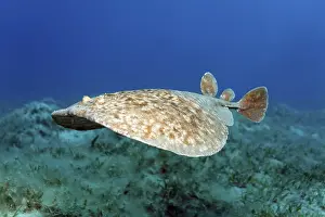 Leopard Torpedo (Torpedo panthera) above seaweed