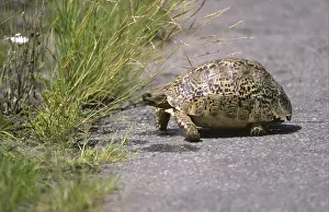 Leopard Tortoise (Geochelone pardalis)