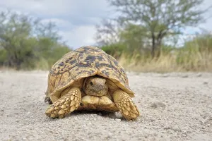 Leopard tortoise (Stigmochelys pardalis)