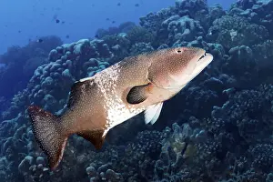 Leopard trout perch (Plectropomus leopardus)