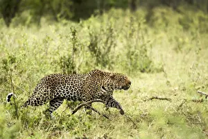 Leopard walking, Serengeti, Tanzania