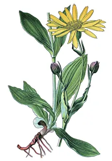 Leopard's Bane or Mountain Arnica (Arnica montana)