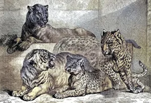 Leopards, Historical, digitally restored reproduction of an original from the 19th century