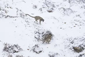 Leopards navigate a tough, snowy environment