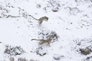 Two leopards roam through a snowy mountainous landscape