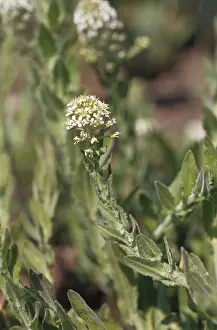 Lepidium heterophyllum (Lepidium heterophyllum)