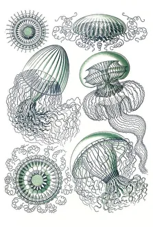 Leptomedusae, wrinkled jellyfish