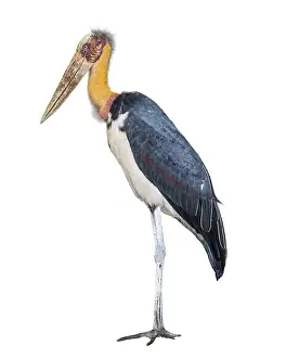 Category Wildlife DE Prints: Lesser adjutant or Leptoptilos javanicus is a large wading bird in the stork family Ciconiidae side of the animal