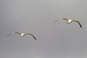 Lesser Black-backed Gull
