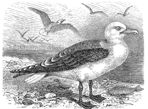 Lesser black-backed gull (Larus fuscus)