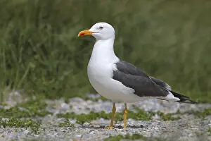 Lesser black-backed gull (Larus fuscus)