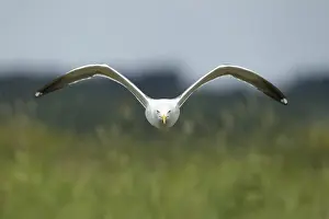Lesser black-backed gull (Larus fuscus) adult seagull bird aggresive pose in flight