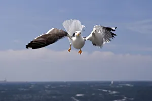 Lesser black-backed gull (Larus fuscus) exempted