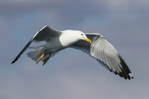 Lesser Black-backed Gull (Larus fuscus) flying