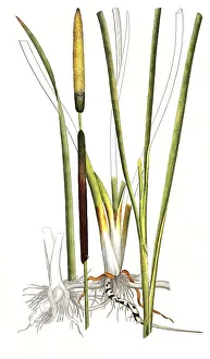 Lesser bulrush (Typha angustifolia)