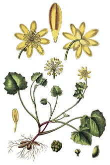 Lesser Celandine (Ficaria verna)