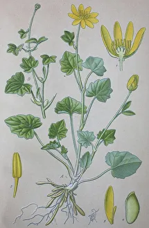 Lesser celandine (Ficaria verna)