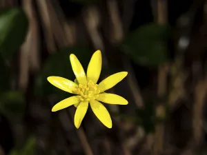 Lesser celandine (ficaria verna)