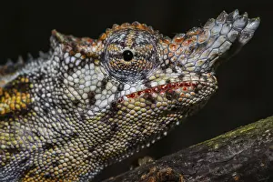 Lesser chameleon (Furcifer minor)