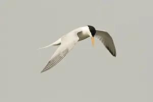 Lesser Crested Tern (Thalasseus bengalensis) flying