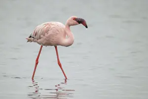 Lesser flamingo, Phoeniconaias minor