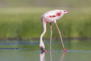 Lesser Flamingo (Phoeniconaias minor)