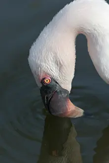 Lesser flamingo (Phoeniconaias minor) feeding