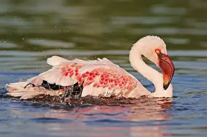 Lesser flamingo (Phoenicopterus minor)