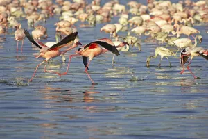 LESSER FLAMINGO (phoenicopterus minor)