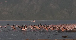 Lesser Flamingo (phoenicopterus minor)