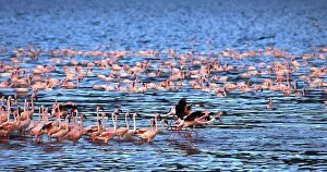 Lesser Flamingo (phoenicopterus minor)