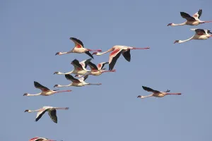 Lesser Flamingo (phoenicopterus minor)