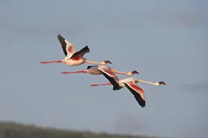 Lesser Flamingo (phoenicopterus minor)
