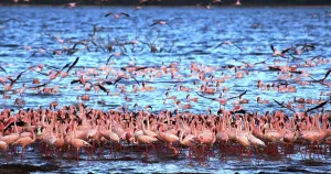 Lesser Flamingo (phoenicopterus minor)