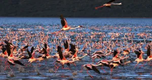 Lesser Flamingo (phoenicopterus minor)